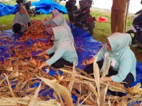 Kelompok petani perempuan di Desa Toyidito, Kecamatan Pulubala, Kabupaten Gorontalo saat memotong bahan baku pupuk organik. Foto: Dok banthayo.