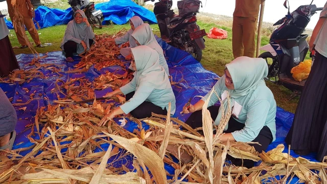 Kelompok petani perempuan di Desa Toyidito, Kecamatan Pulubala, Kabupaten Gorontalo saat memotong bahan baku pupuk organik. Foto: Dok banthayo.