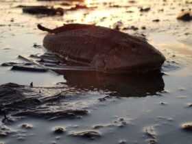 Ikan sapu-sapu yang mati di tepian danau.Senin, (10/8).Foto: Dok Banthayo.id