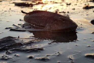 Ikan sapu-sapu yang mati di tepian danau.Senin, (10/8).Foto: Dok Banthayo.id