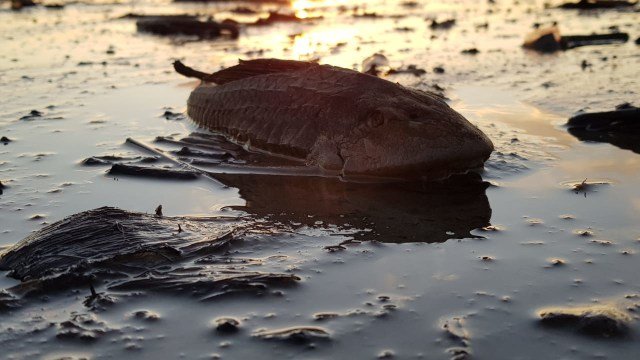 Ikan sapu-sapu yang mati di tepian danau.Senin, (10/8).Foto: Dok Banthayo.id